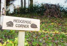 University achieves Gold Accreditation for its hedgehog friendly campus