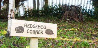 University achieves Gold Accreditation for its hedgehog friendly campus