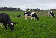 Research shows plantain can significantly reduce nitrogen leaching on farms