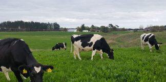 Research shows plantain can significantly reduce nitrogen leaching on farms