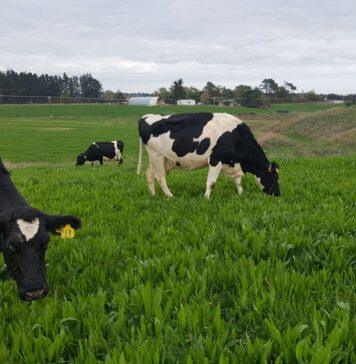 Research shows plantain can significantly reduce nitrogen leaching on farms