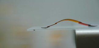 Tiny new climbing robot was inspired by geckos and inchworms