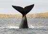 Centuries of whaling data highlight likely climate change effect