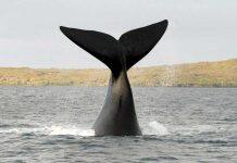 Centuries of whaling data highlight likely climate change effect