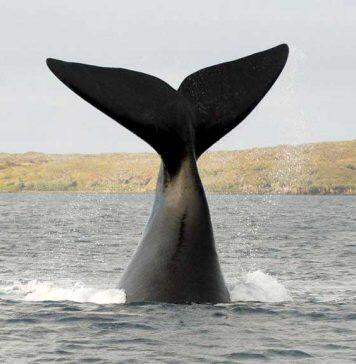 Centuries of whaling data highlight likely climate change effect