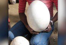 UWA helps crack open the mysteries of the elephant bird