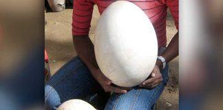 UWA helps crack open the mysteries of the elephant bird