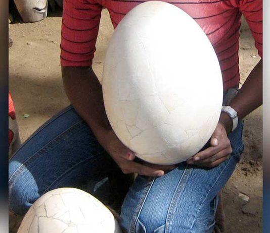 UWA helps crack open the mysteries of the elephant bird