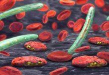 New research sheds light on how malaria parasites adapt to their human hosts