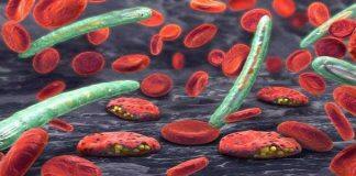 New research sheds light on how malaria parasites adapt to their human hosts