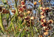 A new model for protecting Indigenous biodiversity knowledge