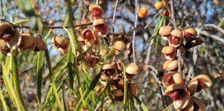 A new model for protecting Indigenous biodiversity knowledge