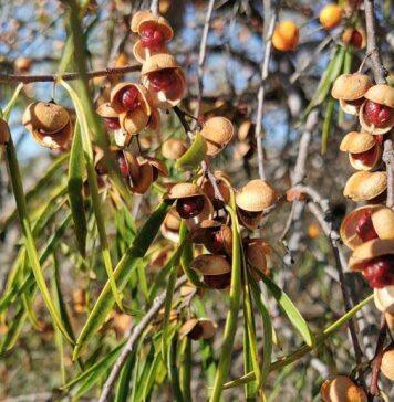 A new model for protecting Indigenous biodiversity knowledge