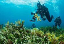 Australian shallow reefs in decline