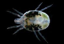 Major funding for genomics project to combat spider mite infestations