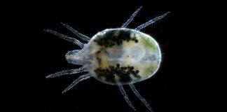 Major funding for genomics project to combat spider mite infestations