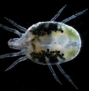 Major funding for genomics project to combat spider mite infestations