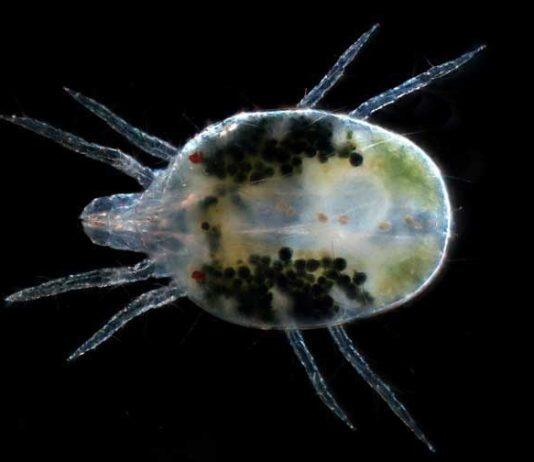 Major funding for genomics project to combat spider mite infestations