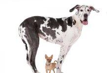 Why don’t larger dogs live as long as smaller breeds?