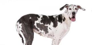 Why don’t larger dogs live as long as smaller breeds?