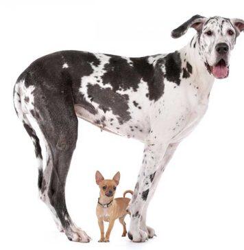 Why don’t larger dogs live as long as smaller breeds?