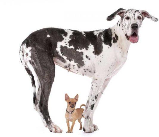 Why don’t larger dogs live as long as smaller breeds?