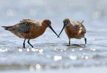 Migrating birds could bring lethal avian flu to Australia’s vulnerable birds