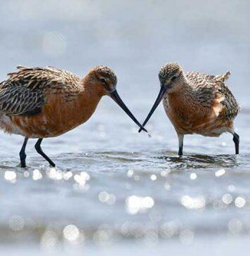 Migrating birds could bring lethal avian flu to Australia’s vulnerable birds