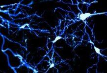 What marsupials can teach us about brain development