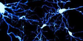 What marsupials can teach us about brain development