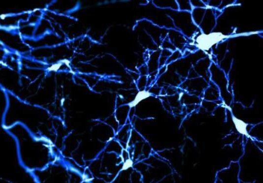 What marsupials can teach us about brain development