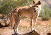 New DNA testing technology shows majority of wild dingoes are pure, not hybrids
