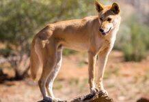 New DNA testing technology shows majority of wild dingoes are pure, not hybrids