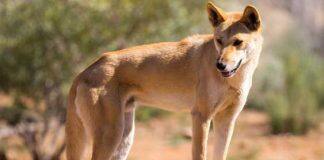 New DNA testing technology shows majority of wild dingoes are pure, not hybrids