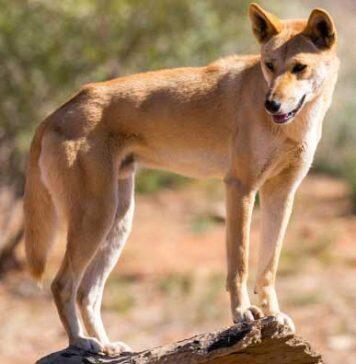 New DNA testing technology shows majority of wild dingoes are pure, not hybrids