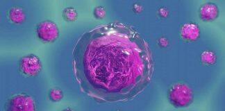 £9m funding boost for cell biology research