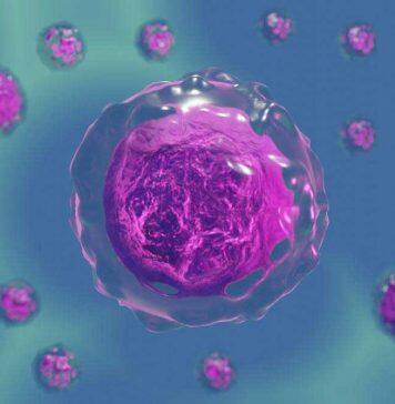 £9m funding boost for cell biology research