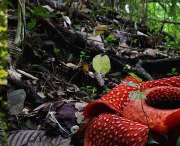 Lancaster academic to help highlight hidden rights for nature around the world