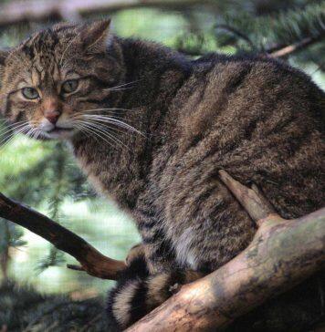 Expert collaboration informs wildcat conservation