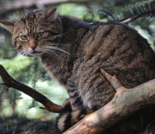 Expert collaboration informs wildcat conservation