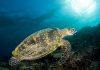 Recycling marine plastics to save wildlife