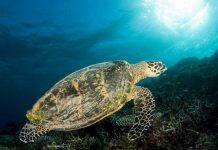 Recycling marine plastics to save wildlife