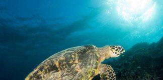 Recycling marine plastics to save wildlife