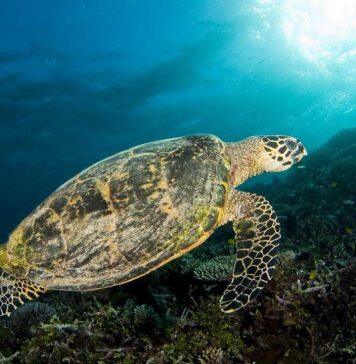 Recycling marine plastics to save wildlife