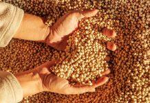 Climate change makes it high time to grow GMOs