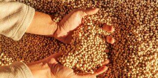 Climate change makes it high time to grow GMOs