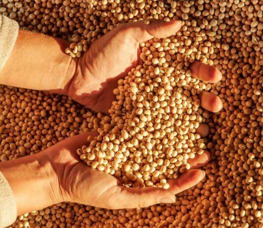 Climate change makes it high time to grow GMOs