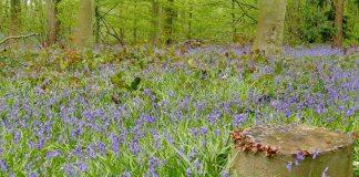 The impact different species and their traits have on human