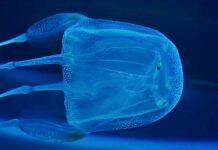 Analysis: How to treat jellyfish stings (hint: urine not recommended)
