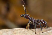 Research reveals ants inflict pain with neurotoxins